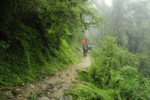 Exploring the Enchanting Beauty of Pangot, Nainital: A Haven for Nature Enthusiasts