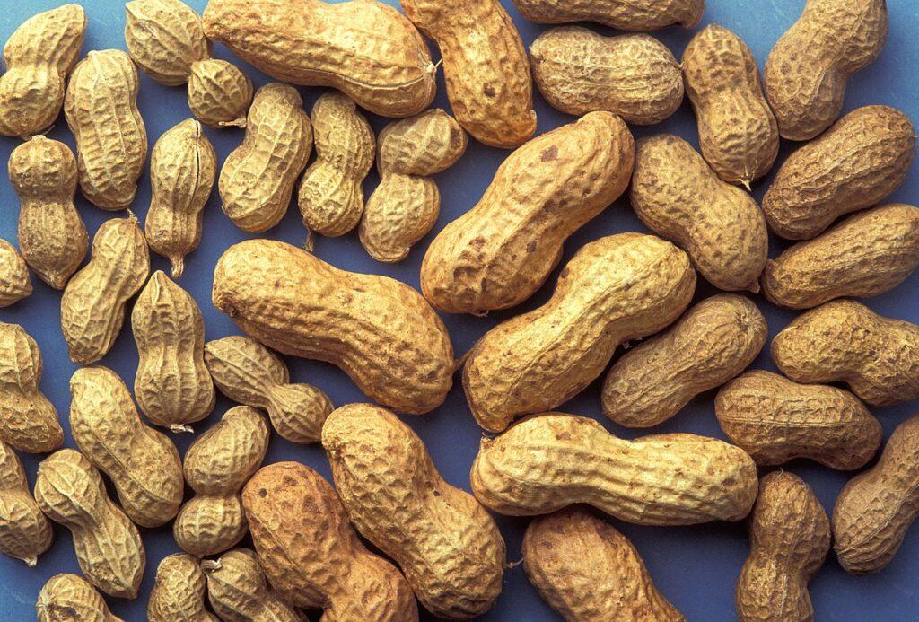 Peanut Export Data India